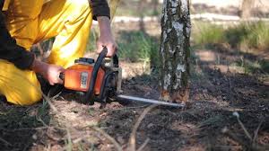 How Our Tree Care Process Works  in  Mount Zion, GA